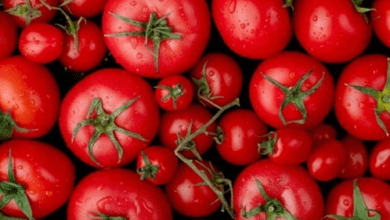 Tomato Extravaganza: The Daily Dish and its Effects on Your Body
