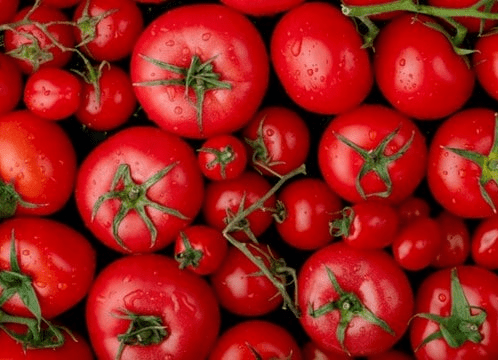 Tomato Extravaganza: The Daily Dish and its Effects on Your Body