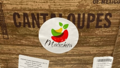 Salmonella Discovery Sparks Cantaloupe Recall: A Fruitful Effort to Ensure Safety in Canada