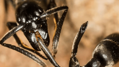 Life-Saving Antibiotics Derived from Ants: A Novel Treatment for Infected Wounds”