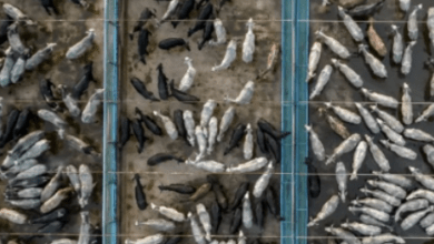 Unraveling the Green Veil: Lawsuit Exposes JBS’s Dubious Net Zero Claims and the Larger Battle Against Meat Industry Deception”